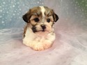 Four, Female, Sable and White Shih Tzu Bichon Puppies for Sale|Iowa August 2012